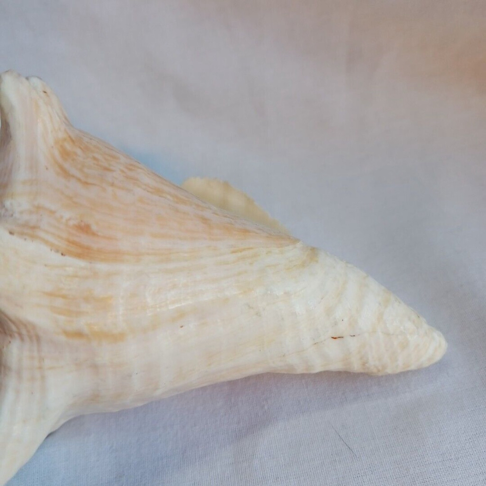 Conch Shell 6 Inch - Picture 9 of 10
